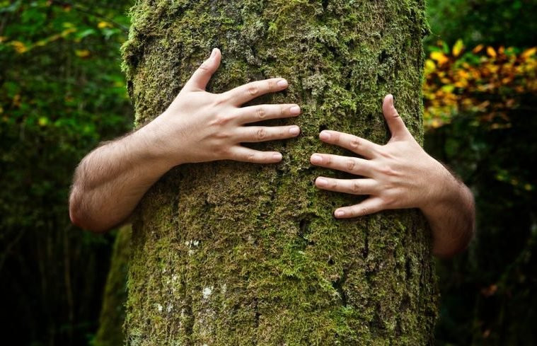 Dendrofilia: Entendendo o Fetiche por Árvores — Notícias  | Mulheres VIP