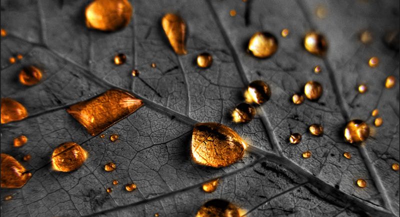 ¿Qué es la lluvia dorada? — Consejos | Mulheres VIP